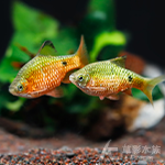 電光玫瑰鯽 4~5cm