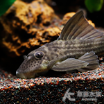 L141/L215 白帆黑騎士異形（6cm）