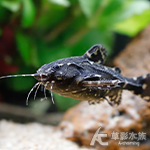 哭貓