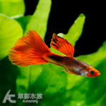 野生全紅丹頂孔雀（對魚）