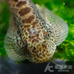 紫鰭提琴鼠