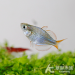 圓身電光美人