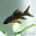 黑龍鯉
