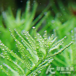 迷你綠宮廷