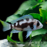 熊貓六間 2.5cm