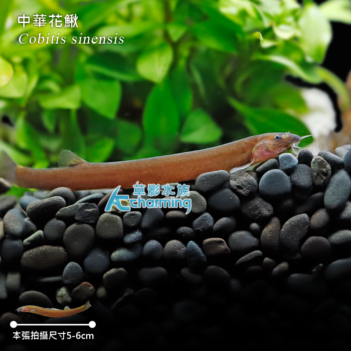 AC草影水族 Mobile