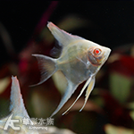 聖塔伊莎貝爾紅背埃及白子（2.4~3cm）