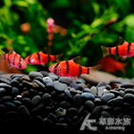 螢光紅四間