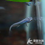 水滴美達卡 2.5cm