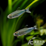 天空藍寶石燈