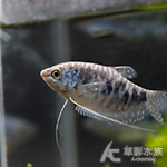 青萬隆