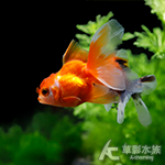 泰國紅獅頭
