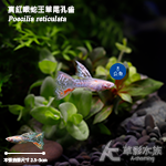 真紅眼蛇王草尾孔雀（對魚）