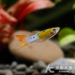 日本藍紅黃雙劍孔雀（公魚）