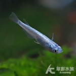 海王星美達卡