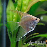 紅頭神仙（4cm）