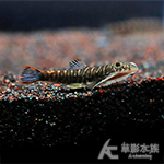 彩虹虎紋吸鰍