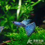金屬藍草尾緞帶孔雀（對魚）