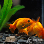 紅蘭壽
