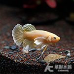 黃金大象天使 PK將軍鬥魚（公魚）