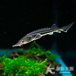 鱘龍魚