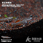 新紅吻蝦虎