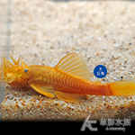藍眼大鬍子（繁殖組）