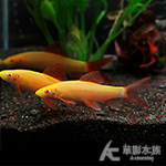 白彩鯊