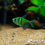 虎紋綠磚 3.5~4cm