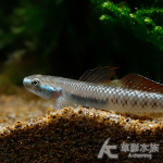 黃金枝牙蝦虎（對魚）