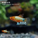 珊瑚藍米奇