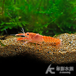 A級 火山破壞者 3~4cm