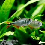 黑十字魚