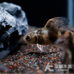 大帆三間（8.5~9.5cm）