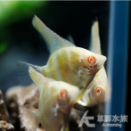 紅眼神仙