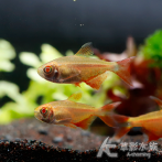 金十字魚