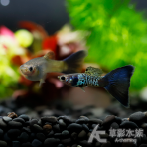 銀河藍尾孔雀（對魚）