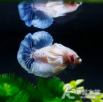 大象天使 PK將軍鬥魚（雙色/公魚）