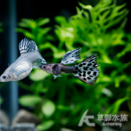 大耳朵拉朱力蛇紋紫馬賽克