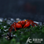 紅寶石惡魔蟹