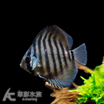 庫利比亞七彩神仙