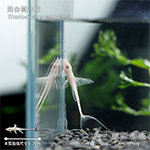 黃金直升機（6~7cm）