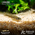 小飛俠溪鱧