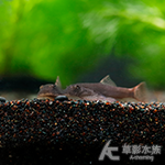 紅蜻蜓吸鰍