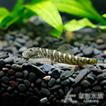SK04 金橘吸鰍