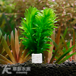 水蘊草陶瓷環