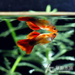 短身艾爾銀丹頂孔雀（對魚）