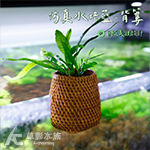 仿真水培籃（背簍）