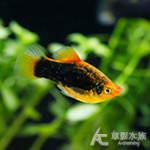 金頭滿鴛鴦