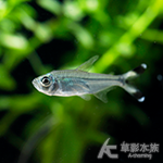 直線剪刀燈